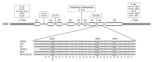 Gene structure and sequence variation of Lox1 in H70.