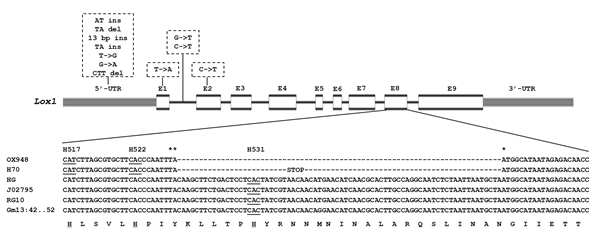 Gene structure and sequence variation of Lox2 in H70.