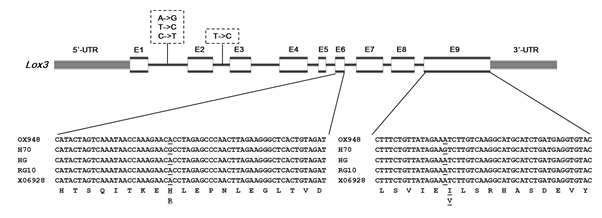 Gene structure and sequence variation of Lox3 in H70.