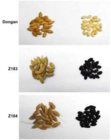 Mature rice grains of Dongan and mutants Z183 and Z184..