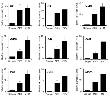 Anthocyanin gene expression in Dongan and seed color mutants.