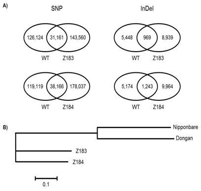 Classification of detected SNPs and Indels in ongan and seed color mutants based on the reference genome (A) and phylogenetic analysis (B).