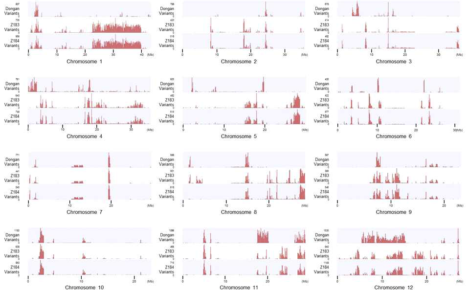 Variation distribution of Dongan, Z183, and Z184 compared to the Nipponbare genome sequence by chromosomes.