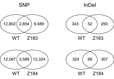 Nonsynonymous SNPs and Indels in Dongan, Z183, and Z184.