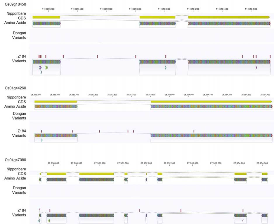 Distribution of variations causing amino acid changes in F3H (OS09g18450), DFR (OS01g44260), OSB1 (OS04g47080) genes.