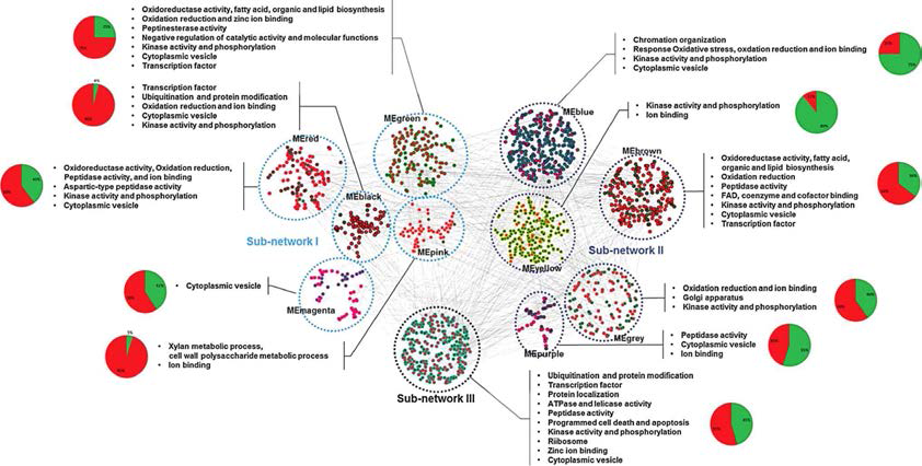 Weighted gene coexpression netwrok analysis (WGCNA) of 1645 DEGs in mutant.