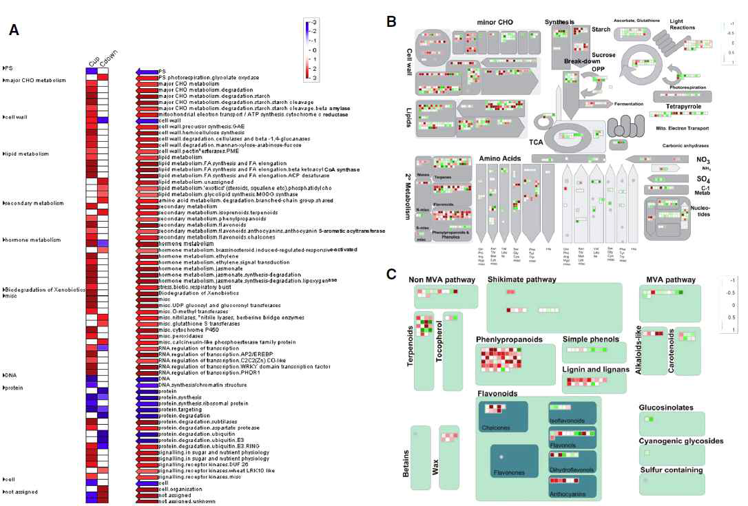 Functional classes and gene expression profiling estimated by the MapMan software.