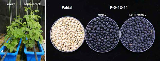 A. Growth habit segregation of P-5-12-11. B. Comparing of seed coat color and lightness of two P-5-12-11 and cv. Paldal.