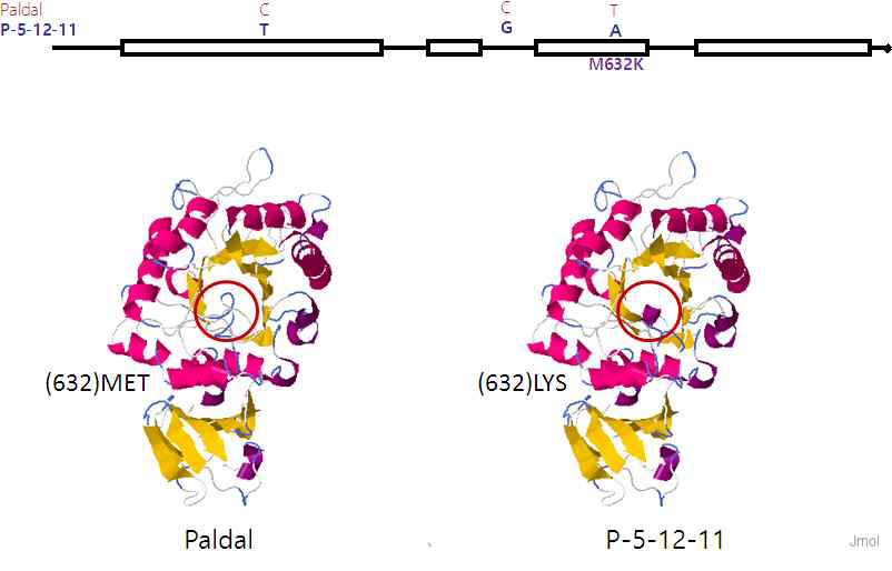 Three nucleotide changes on genic region of STS between Paldal and P-5-12-11 (A). STS protein structure prediction of Paldal and P-5-12-11(B).