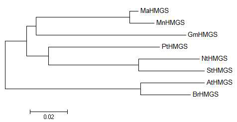 Phylogenic tree of MaHMGS and some of its homologues.