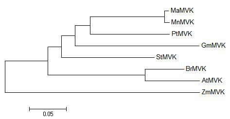 Phylogenic tree of MaMVK and some of its homologues.