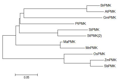 Phylogenic tree of MaPMK and some of its homologues