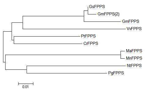 Phylogenic tree of MaFPPS and some of its homologues.