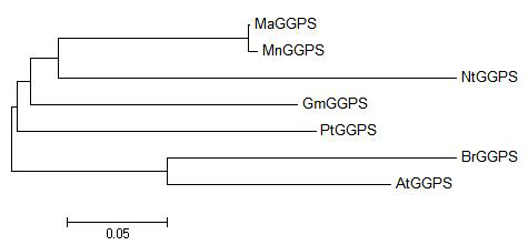 Phylogenic tree of MaGGPS and some of its homologues.