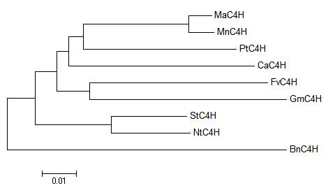 Phylogenic tree of MaC4H and some of its homologues.