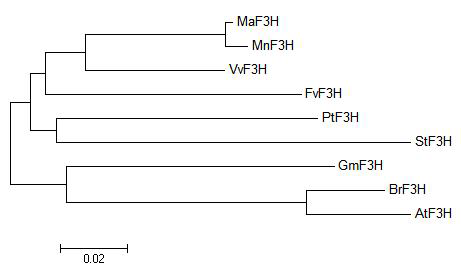 Phylogenic tree of MaF3H and some of its homologues.