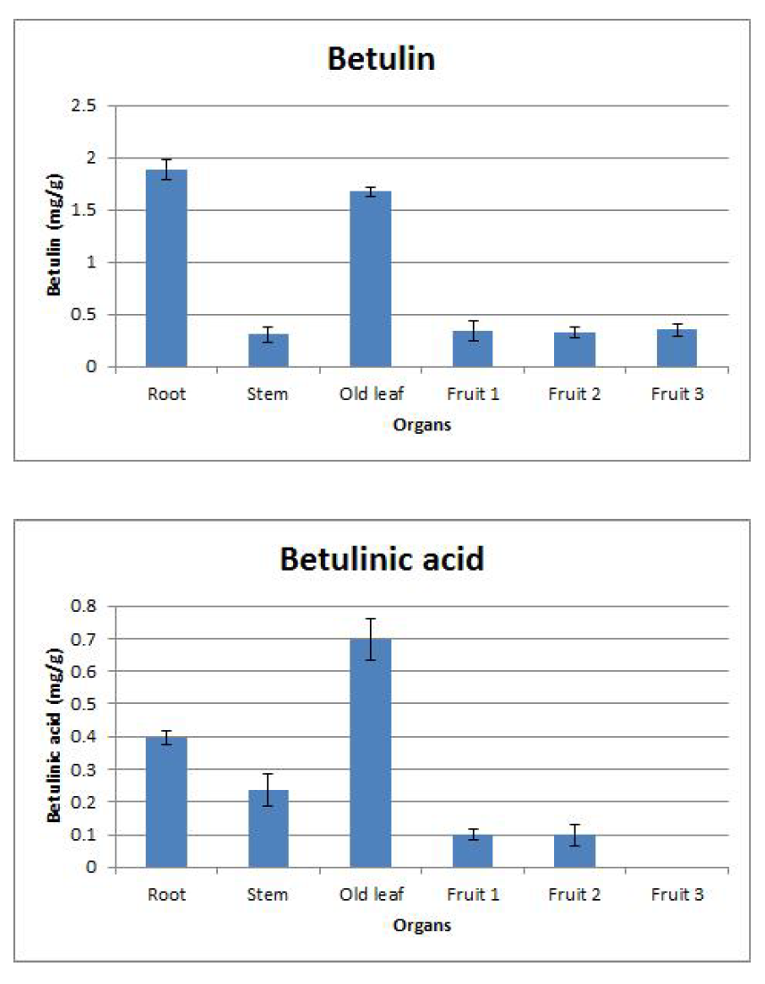 Accumulation of betulin and betulinic acid in different organs of Morus alba L.