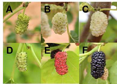 Fruit development of mulberry cultivar