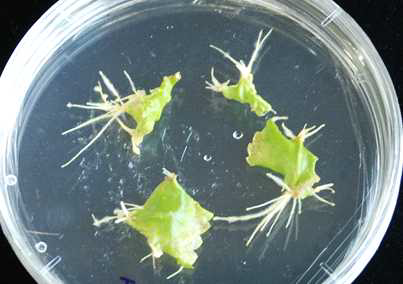 Development of hairy roots from leave of Morus alba within three weeks after inoculation with A. rhizogenes strain LBA 9402.