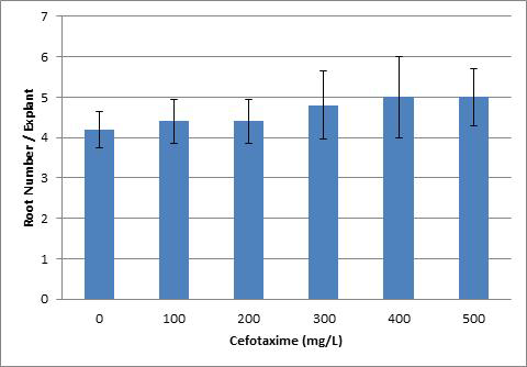 Effect of different concentrations of Cefotaxime on hairy root induction (root number) from leave of Morus alba within three weeks after inoculation with A. rhizogenes strain R1000