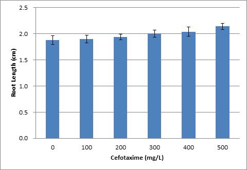 Effect of different concentrations of Cefotaxime on hairy root induction (root length) from leave of Morus alba within three weeks after inoculation with A. rhizogenes strain R1000