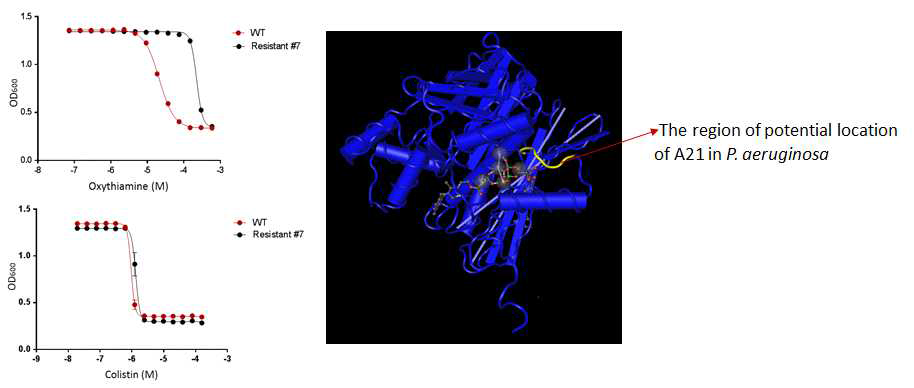 야생형 녹농균과 oxythiamine 내성 균주의 oxythiamine과 colistin에 대한 감수성 비교 및 Methylobacillus flagellatus KT의 ThiL 3D 구조에 투영된 oxythiamine 내성 균주에서 발견된 A21 돌연변이의 예상 위치.
