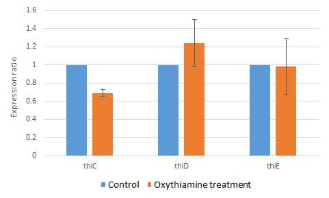 oxythiamine이 처리된 녹농균에서 일반적으로 TPP riboswitch 에 의해 조절되는 유전자들로 알려진 thiC, thiD, thiE 의 발현정도 비교