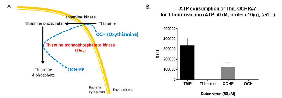 oxythiamine의 예상 활성경로 및 다양한 기질에 대한 thiamine monophosphate kinase (ThiL)의 in vitro 활성도