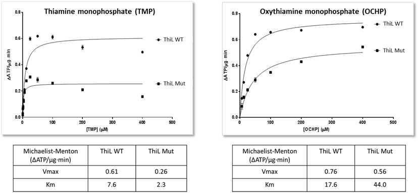 Thiamine monophosphate kinase (ThiL) 자연형과 돌연변이의 in vitro 활성도 비교.