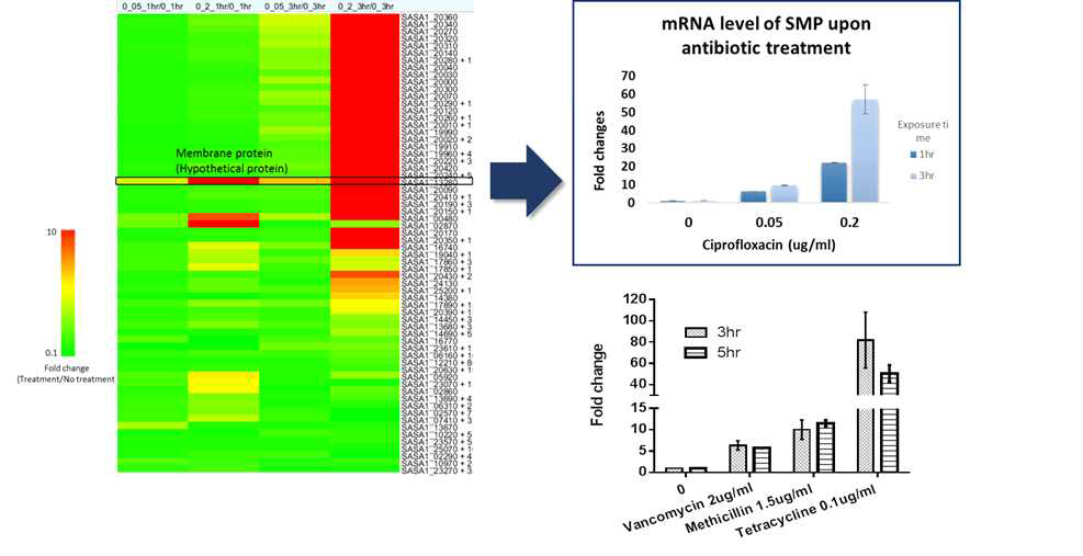 항생제 농도와 배양시간에 따른 황색포도상구균의 전사체 변화와 SA_13280의 발현.