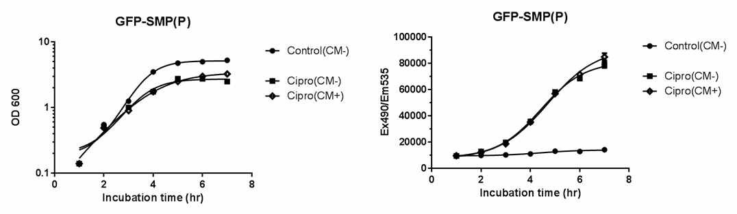 Chlorampenicol에 의한 SMP매개 GFP reporter 시스템을 갖는 황색포도상구균의 성장 및 GFP발현 비교.