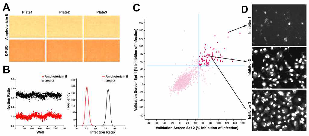 Pilot 스크리닝을 통한 에세이 시스템 검증. A. DMSO 및 Amphotericin B EC100 plate를 통한 단일 에세이 사이클의 안정성 모니터링 B. 음성/양성 대조군의 통계학적 수치 유의성 검증 C. Pilot 스크리닝을 통한 에세이 재현성 검증 D. Pilot 스크리닝을 통해 발굴한 유효물질들의 세포증식 저해 이미지