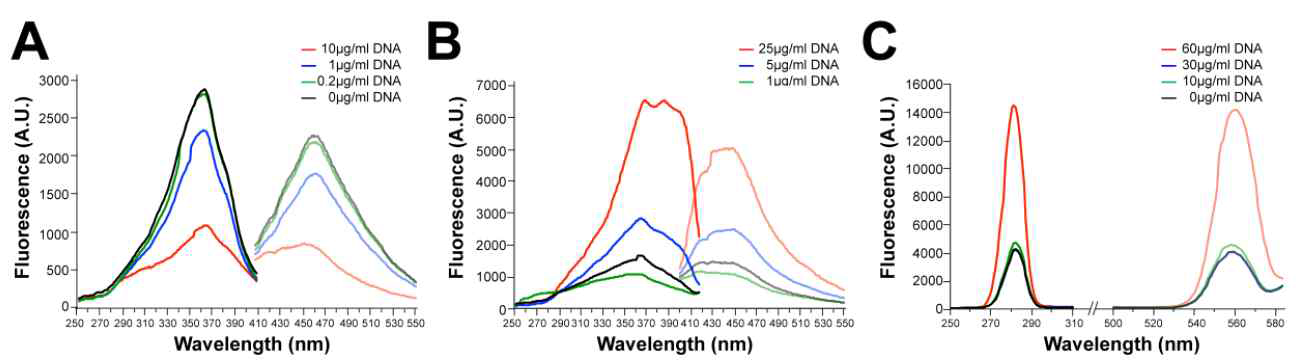 본 연구에서 사용된 화합물들과 DNA와의 incubation시의 fluorescence spectra (A) DB75 (B) 화합물 3 (C) 화합물 5.