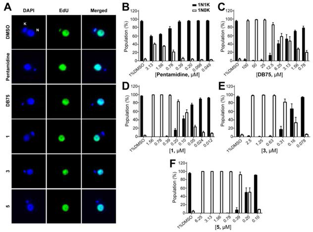 Replication 에세이를 이용한 화합물들의 미토콘드리아 DNA (키네토플라스트) 자가 복제 저해력 측정.