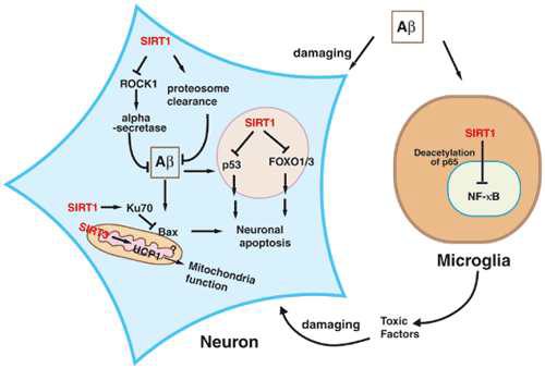 SIRT1의 Neuron과 Microglia 세포사멸 보호 기능