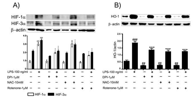 Mitochondrial ROS와 HIF-α의 상관 관계 확인.