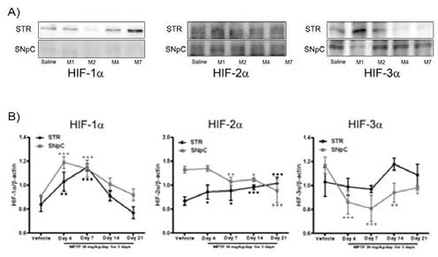 MPTP 동물모델에서 HIFs-α의 단백질 발현 변화 확인