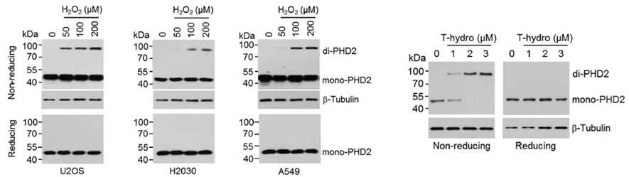 PHD2 단백질과 산화스트레스에 의한 이형화 확인.