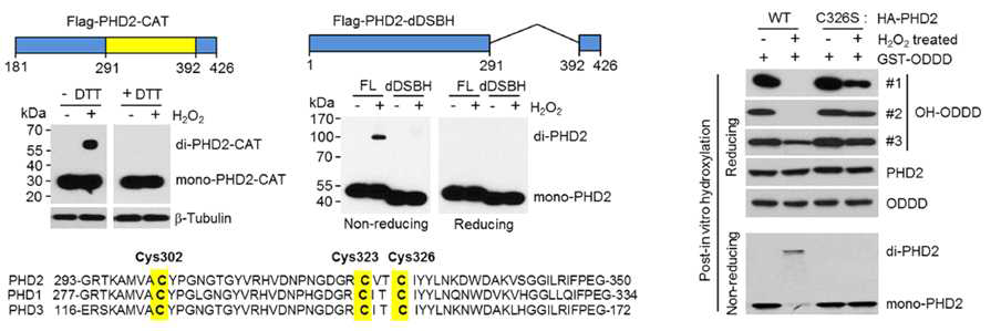 PDH2 단백질의 활성 기전 확인.