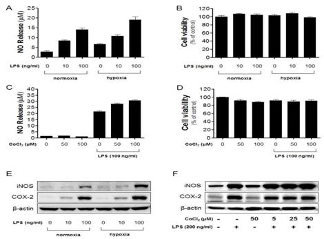 Hypoxia 및 chemical hypoxia 조건에서 신경염증 반응과 HIF-α 분자와의 상관관계.