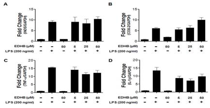 LPS로 자극된 BV-2 신경교세포에서 EDHB의 염증성 전사인자 억제 효능 확인.