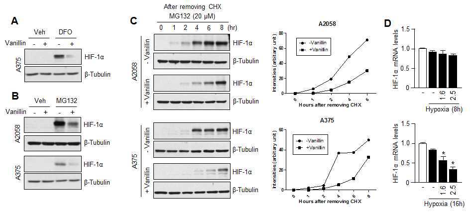 Vanillin에 의한 HIF-1α의 합성 억제 및 mRNA수준에서 억제 확인