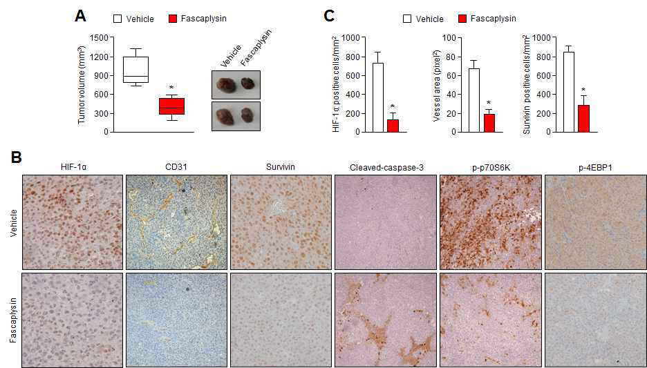 Fascaplysin에 의한 종양성장 억제 및 HIF-1α, CD31 발현 억제 확인