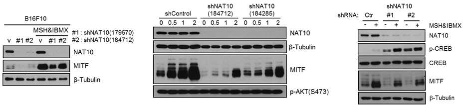NAT10에 의한 MITF전사인자의 단백질발현 억제 확인