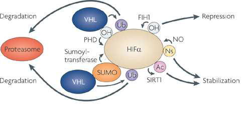 Post-translational modification of HIF-ɑ