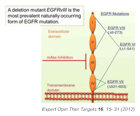 EGFR의 세포 외 도메인과 관찰되는 다양한 형태의 돌연변이