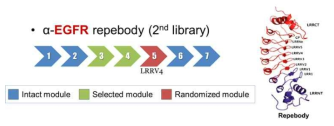 리피바디의 결합력 증대를 위한 모듈 기반의 라이브러리를 구축과정. 추가적으로 구축된 라이브러리 를 붉은색으로 표시함