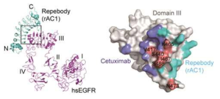 리피바디 (rAC1)과 EGFR과의 복합체 구 조 규명 (왼쪽). 치료용 항체인 Cetuximab과의 EGFR에 대한 결합 잔기 분석 (오른쪽)