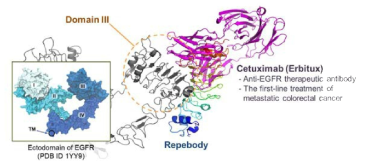 치료용 항체인 Cetuximab과 선별된 리피바디 (rAC1) 과의 결합 구조 비교를 통한 EGFR 결합 매커니즘 규명