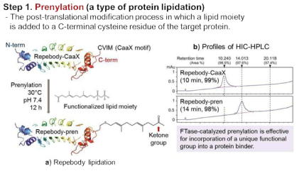 프레닐레이션을 통한 효소학적 방식으로 리피바디 말단에 케톤 기아 도입된 지질을 위치 특이적으로 결합